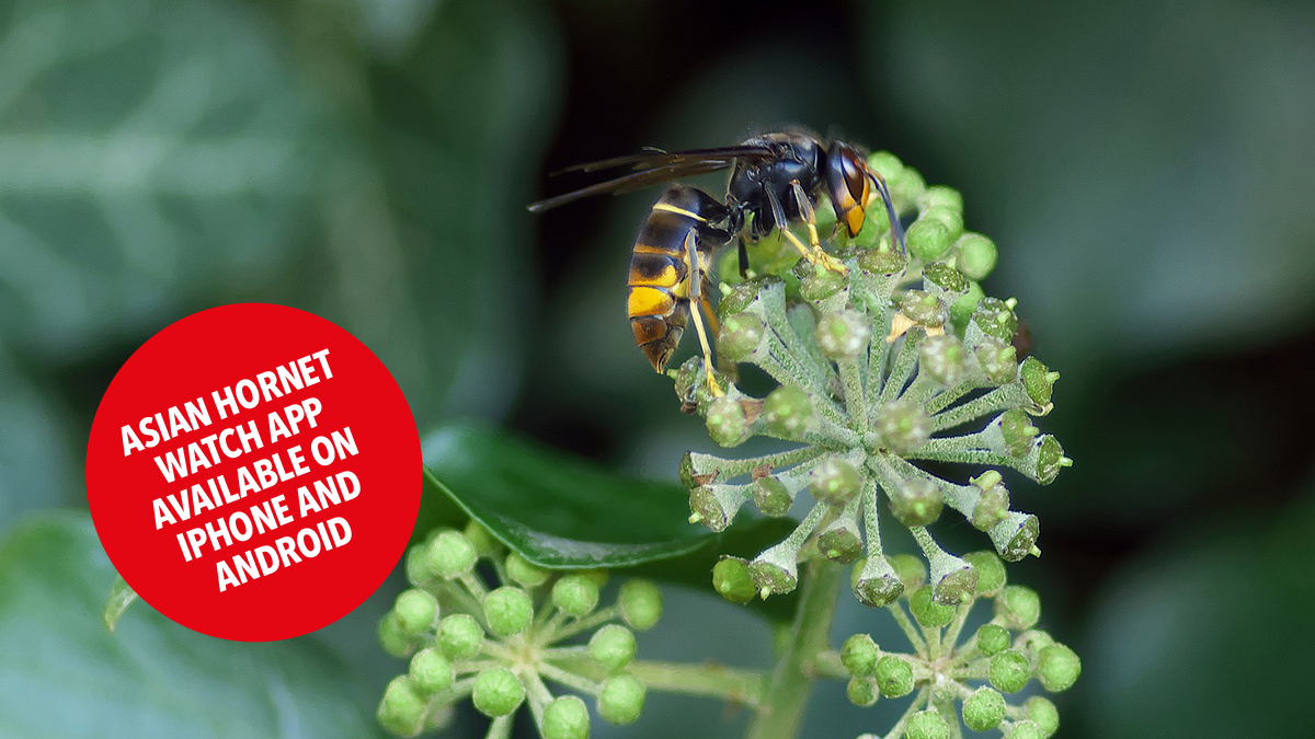 Asian hornet sighted in south hampshire news image